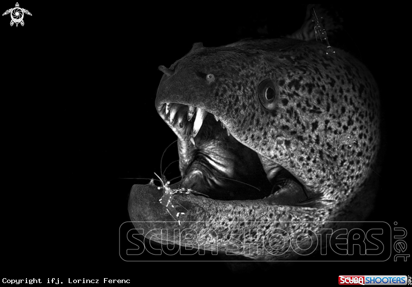 A Moray