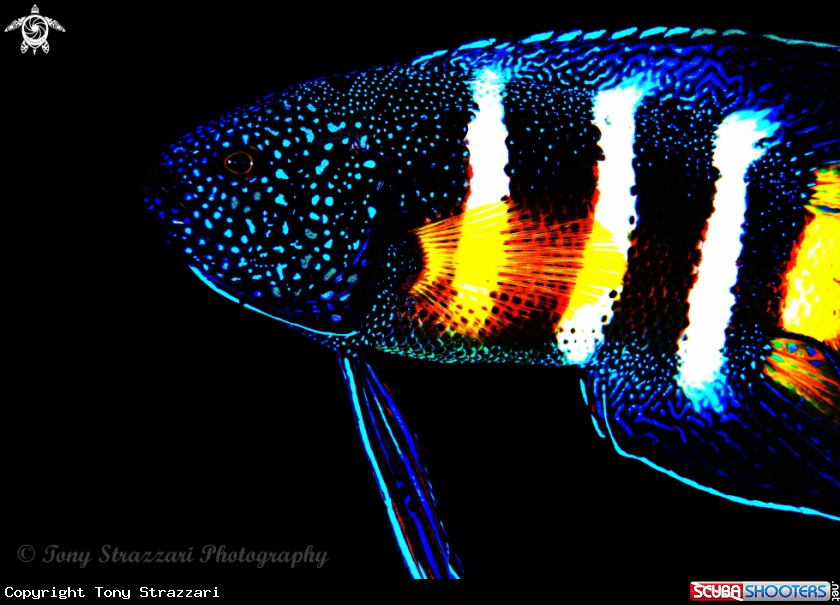A Eastern Blue Devilfish
