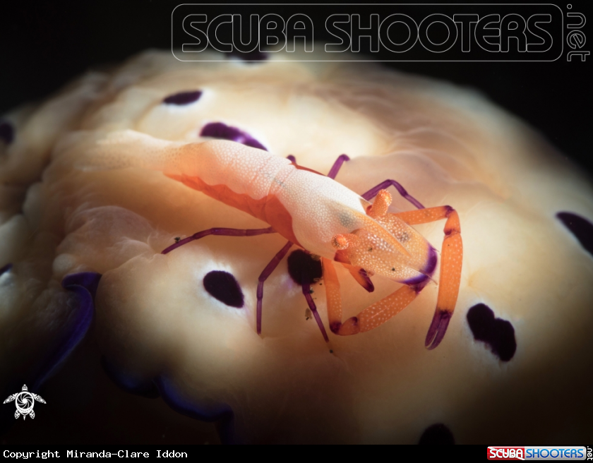 A Emperor Shrimp and Nudi