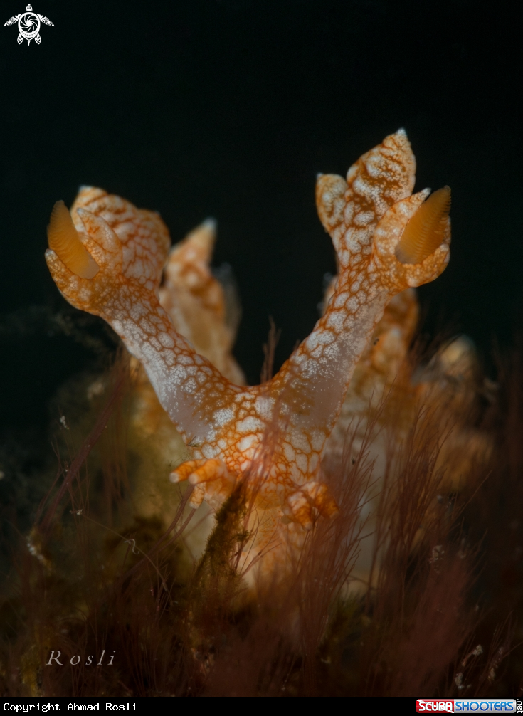 A Bornella