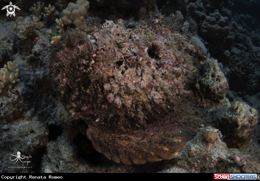A Stone fish