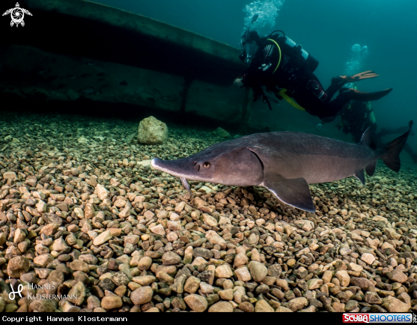 A Siberian Sturgeon