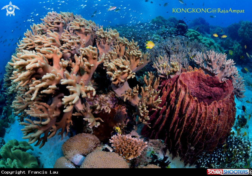 A Coral