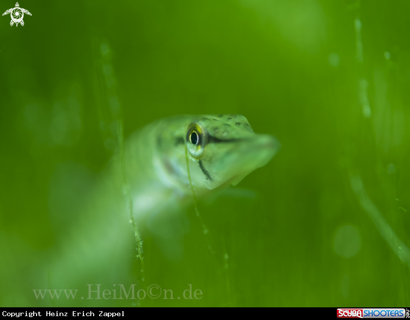 A Esox lucius