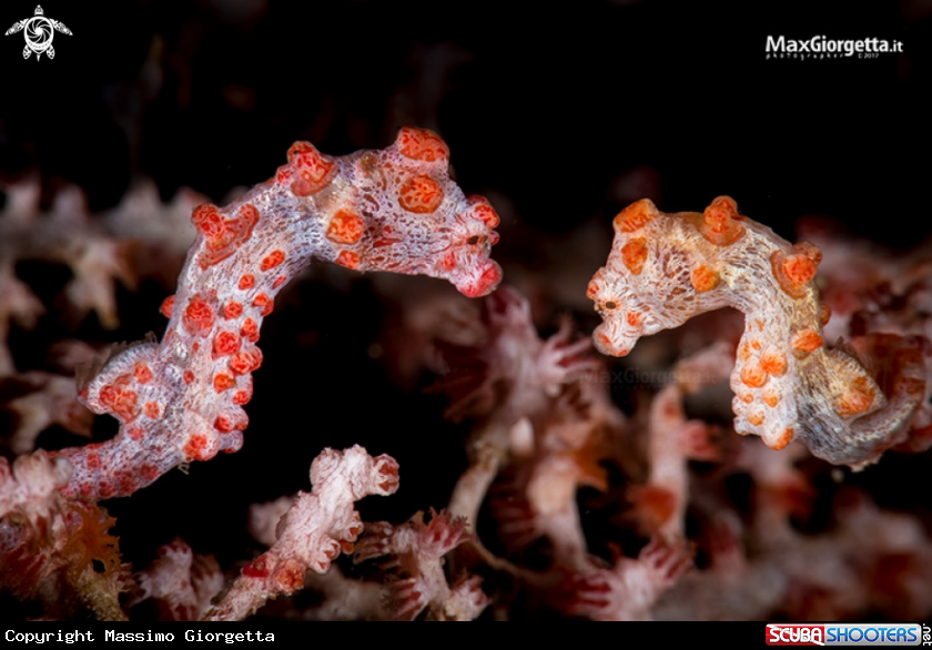 A bargibanti pigmy sea horse