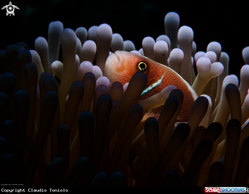 A Clownfish