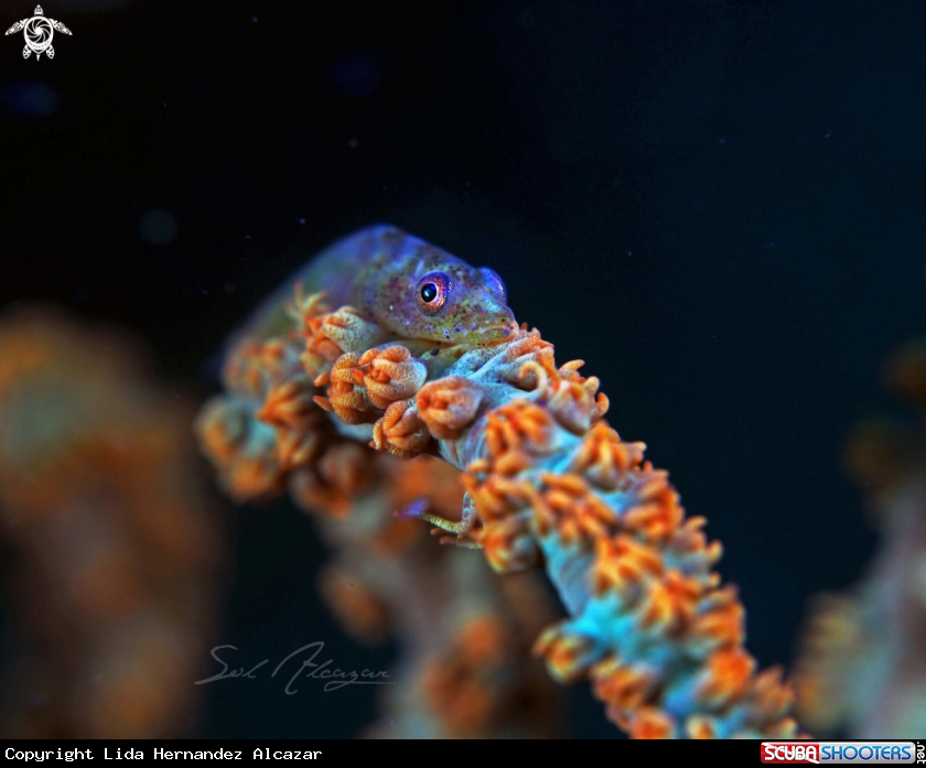 A whip coral goby