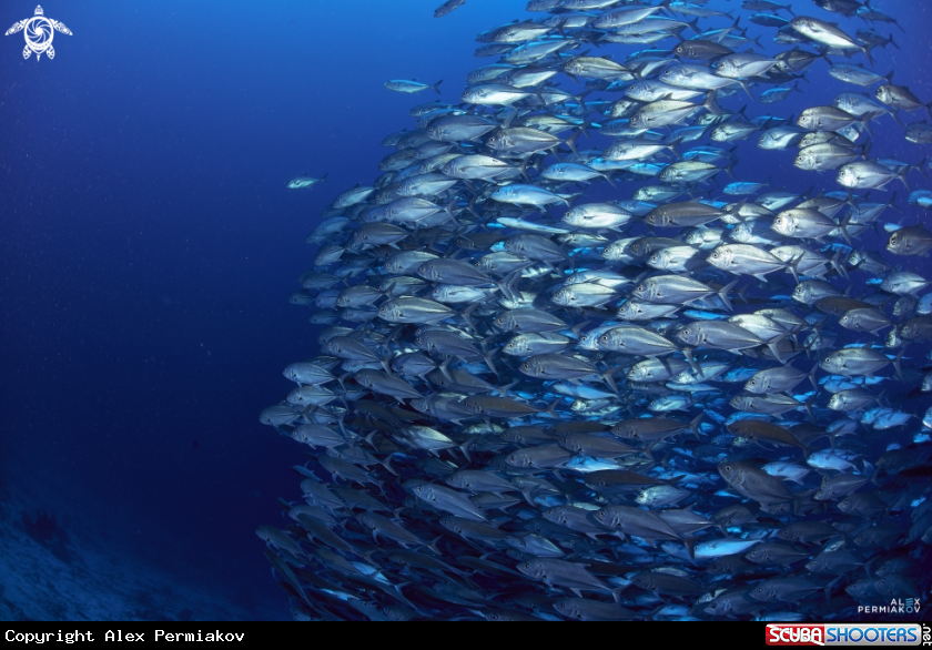 A School of Jacks
