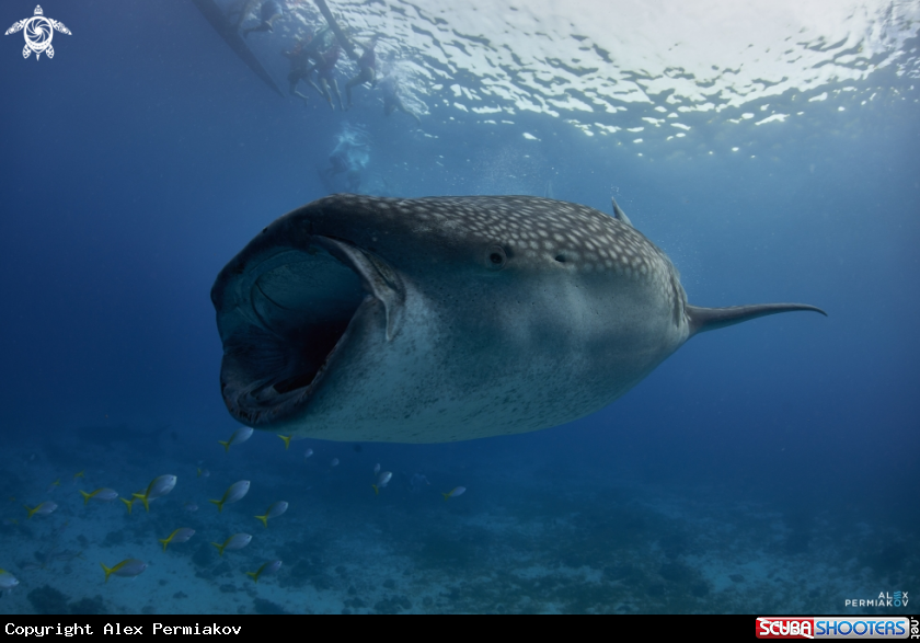 A Whale shark
