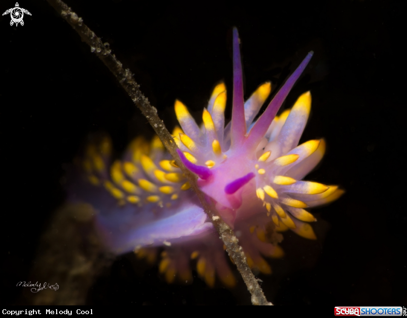 A Nudibranch