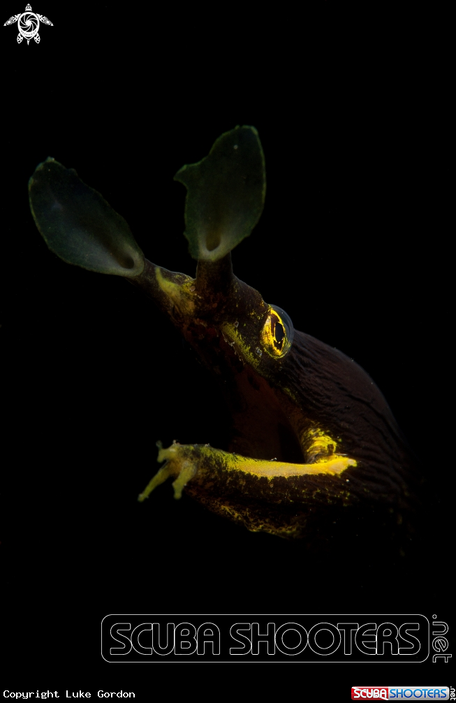 A Ribbon Eel