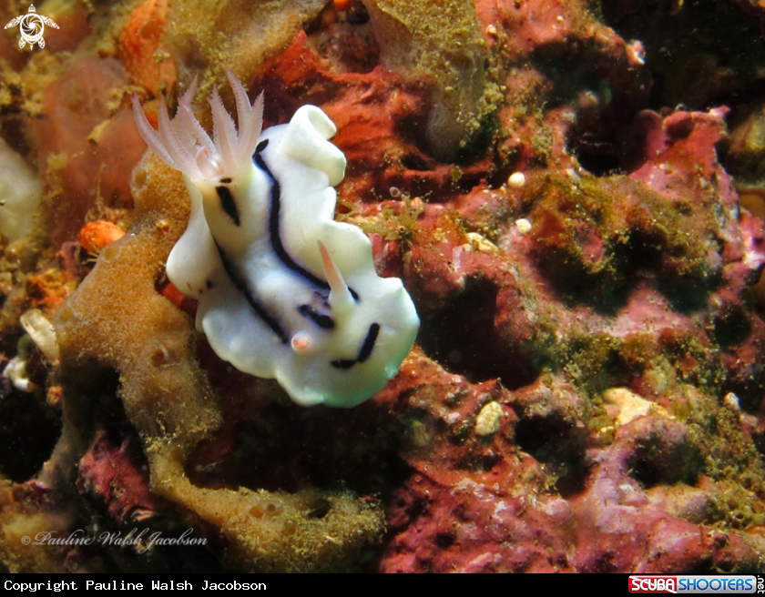 A Loch's Chromodoris