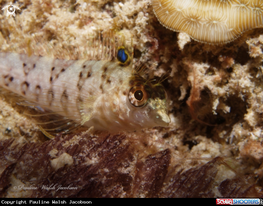 A Diamond Blenny