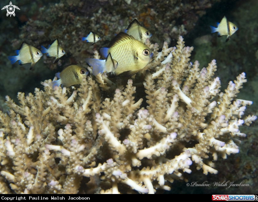 A Reticulated Dascyllus