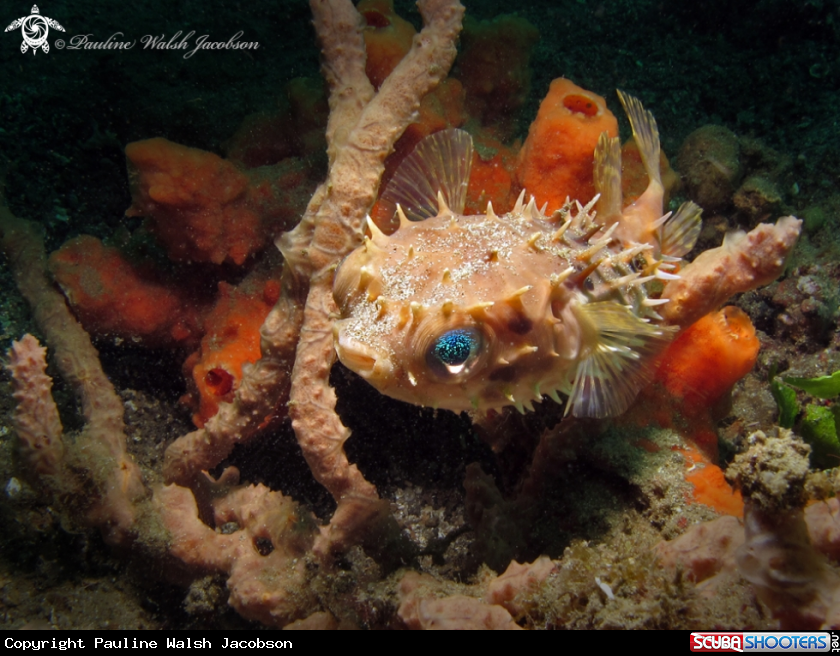 A Birdbeak Burrfish
