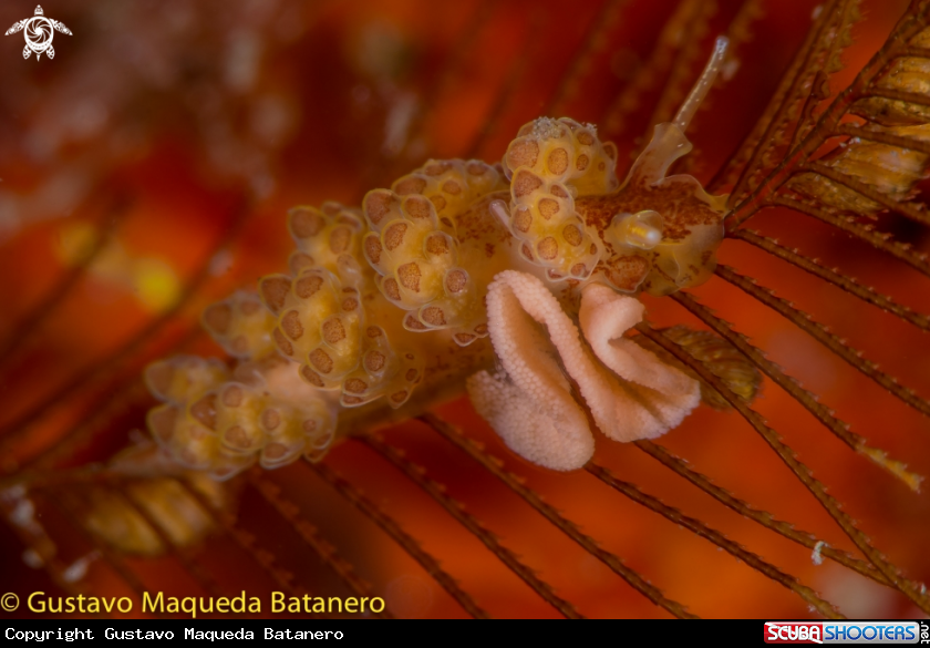 A Nudi haciendo la puesta