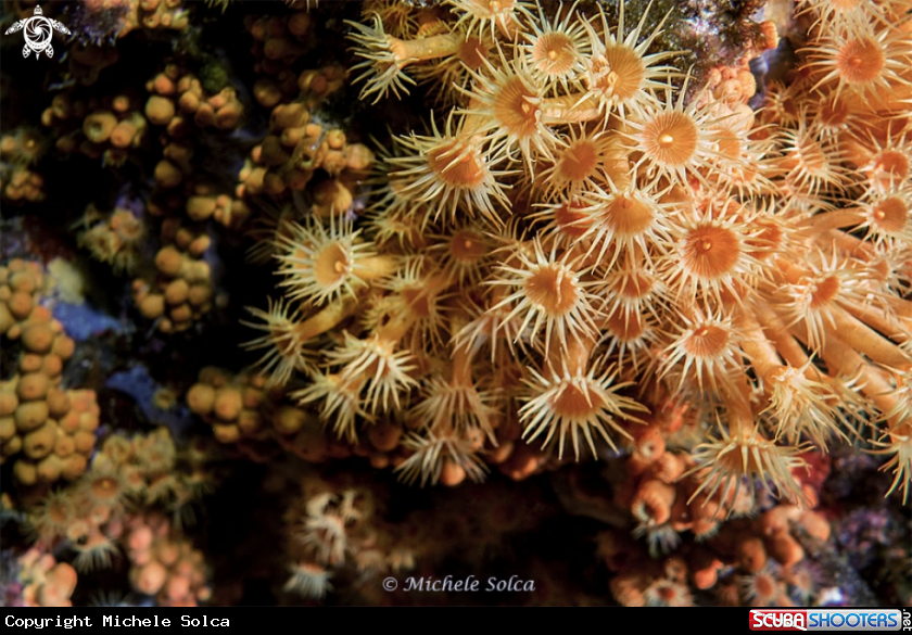 A Margherite di mare - sea daisy