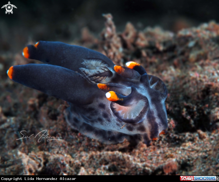A Thecacera sp