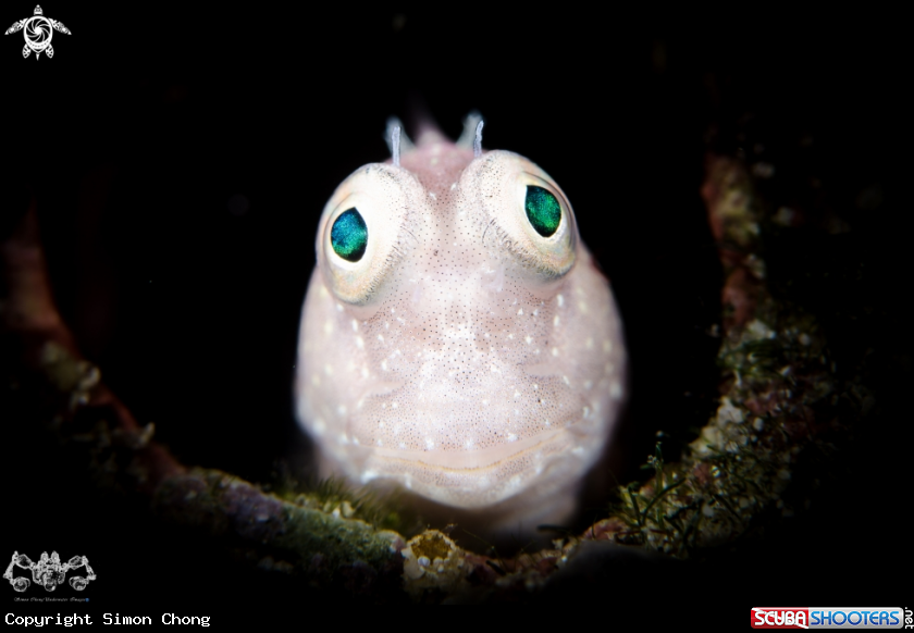 A Blenny