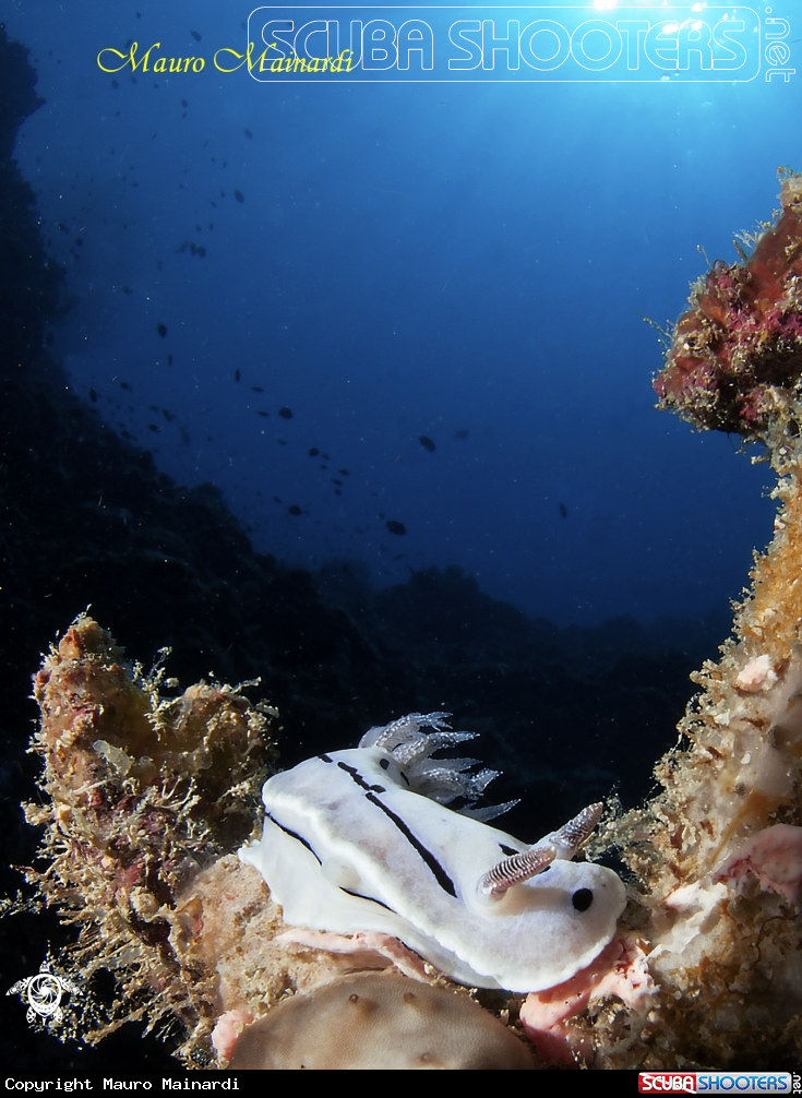 A Nudibranch