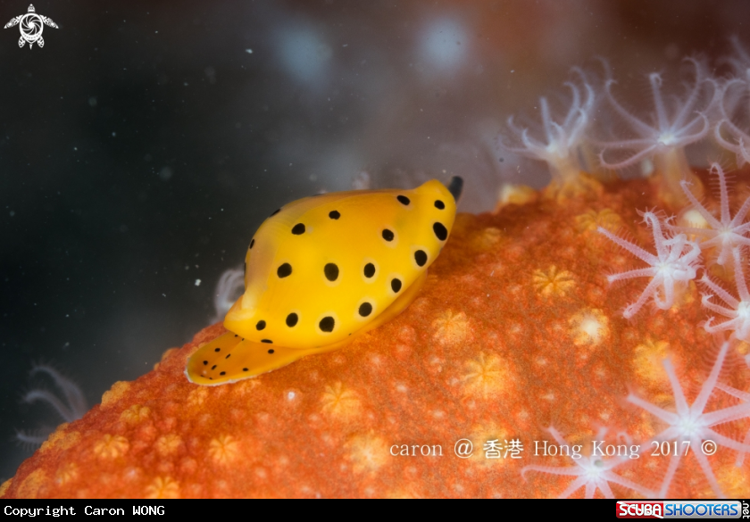 A Cowrie