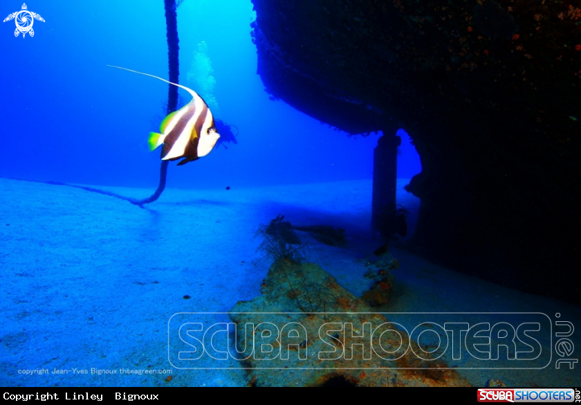 A Jebedah shipwreck