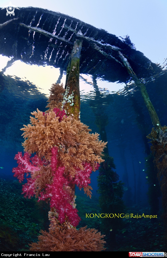 A Soft Coral