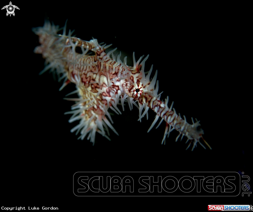 A Ornate Ghost Pipefish