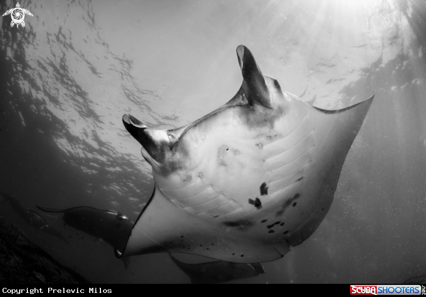 A Manta Ray