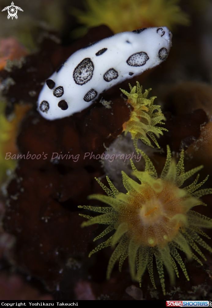 A underwater creature