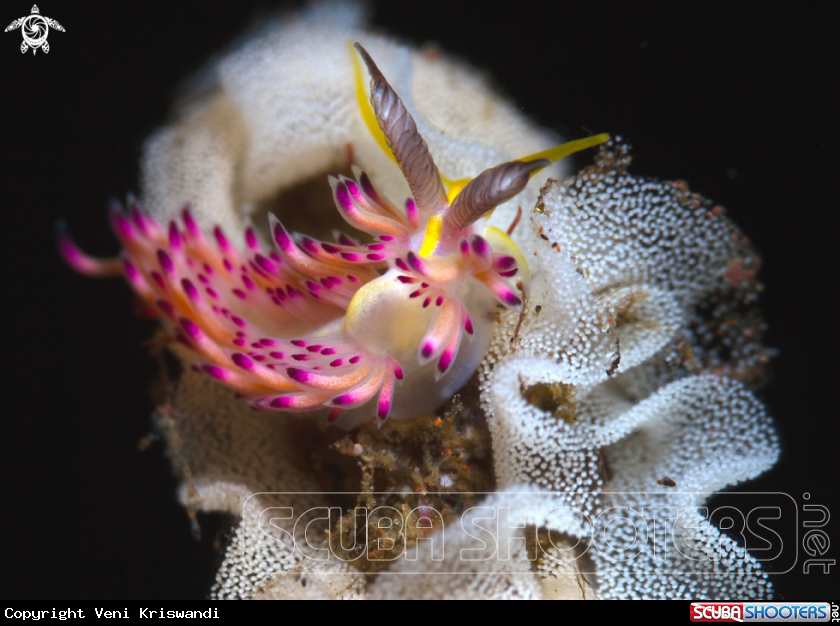 A Nudibranch