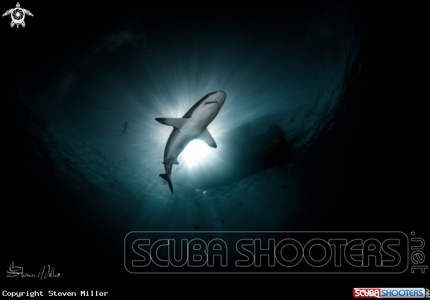 A Reefshark 