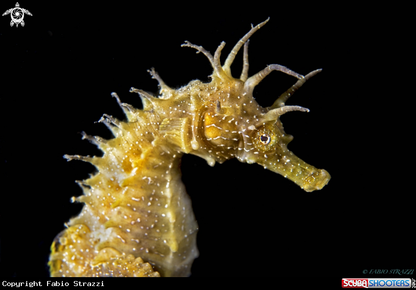 A Hippocampus guttulatus