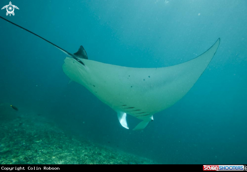 A manta ray