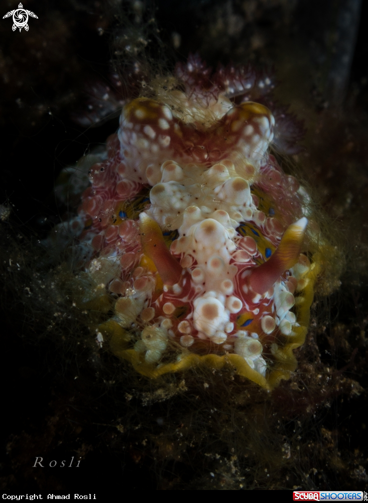 A Nudibranch