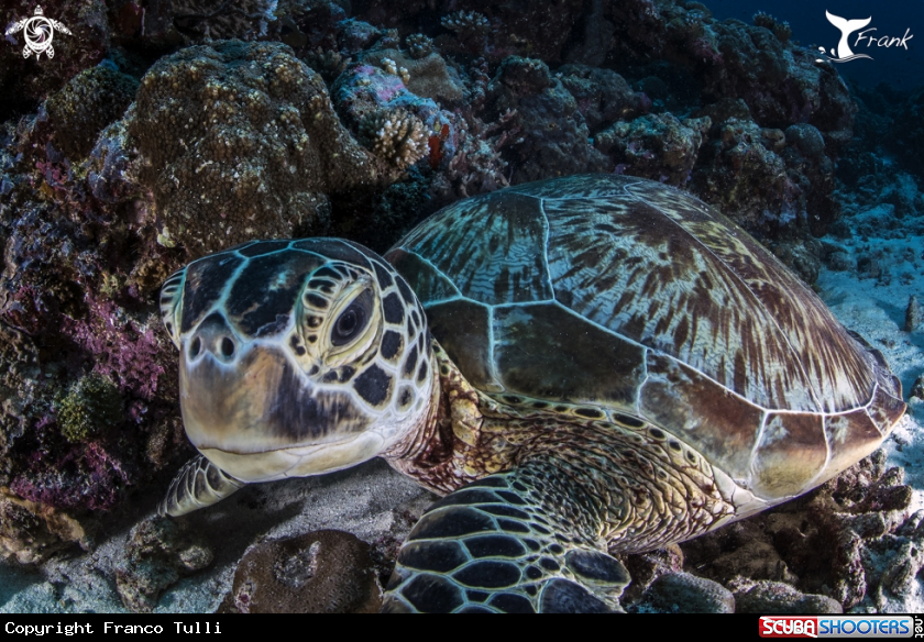 A Turtle