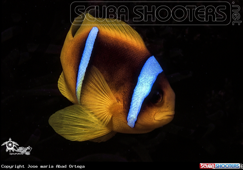 A Clown fish   Pez payaso