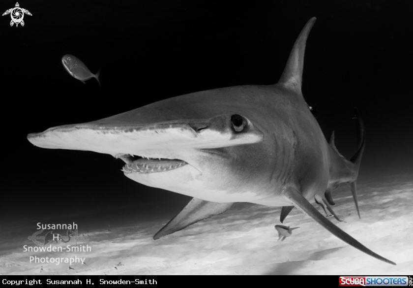 A Great Hammerhead