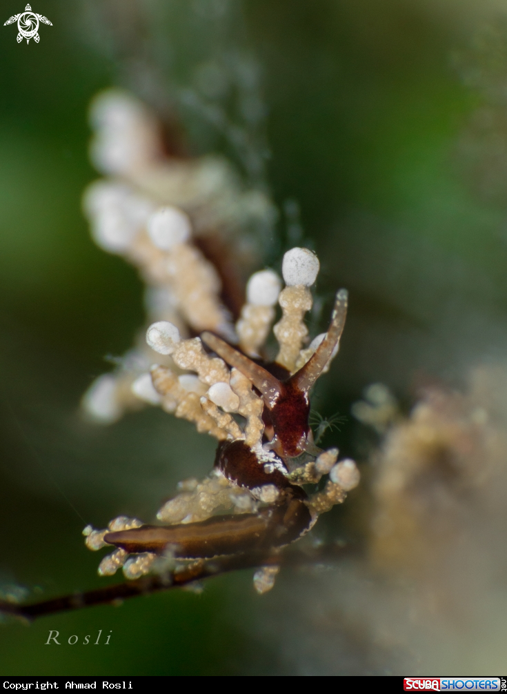 A Eubranchus