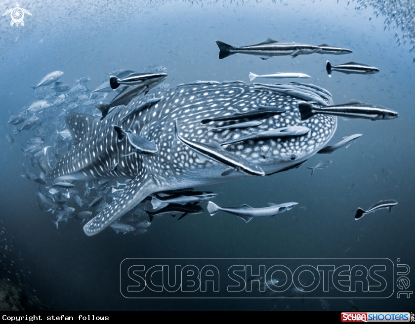 A Whale Shark