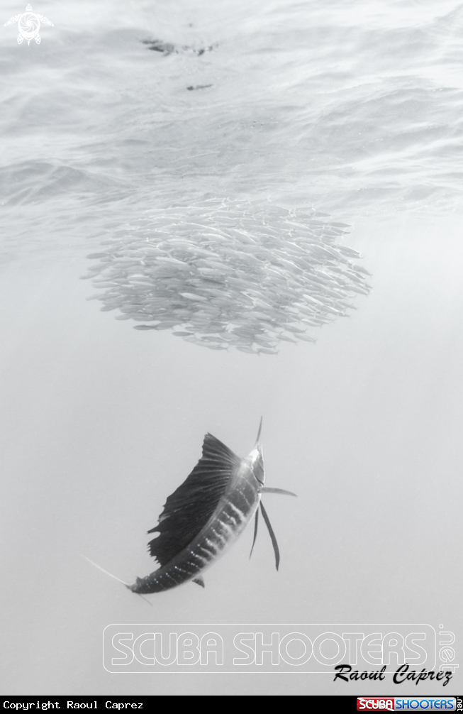 A Sailfish