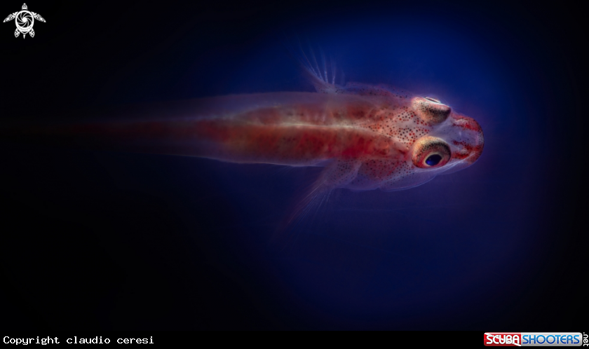 A gobi over tunicate 