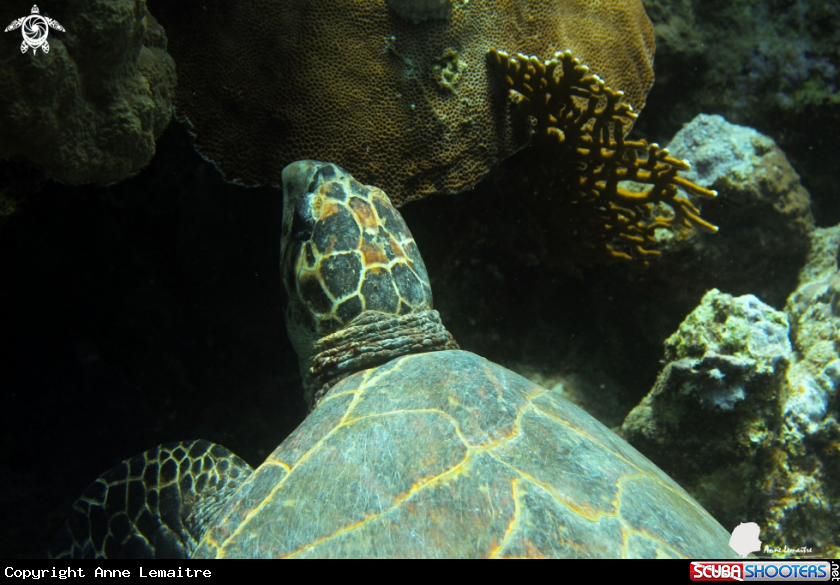 A Turtle