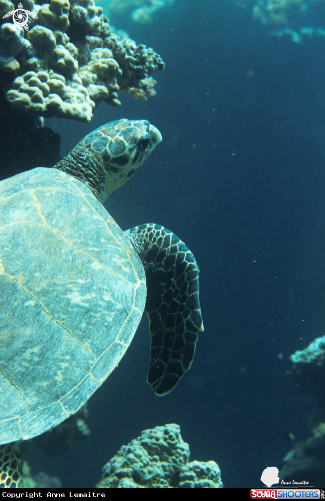 A Turtle