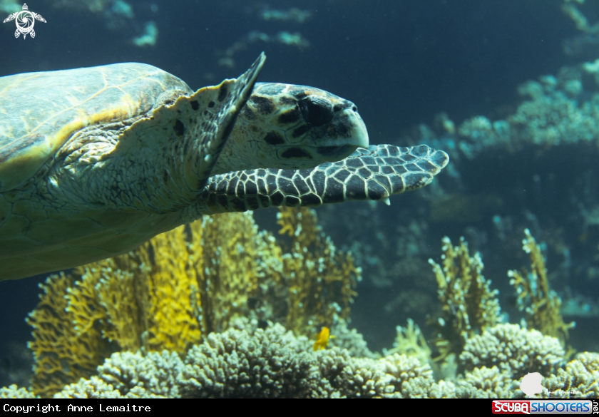A Turtle