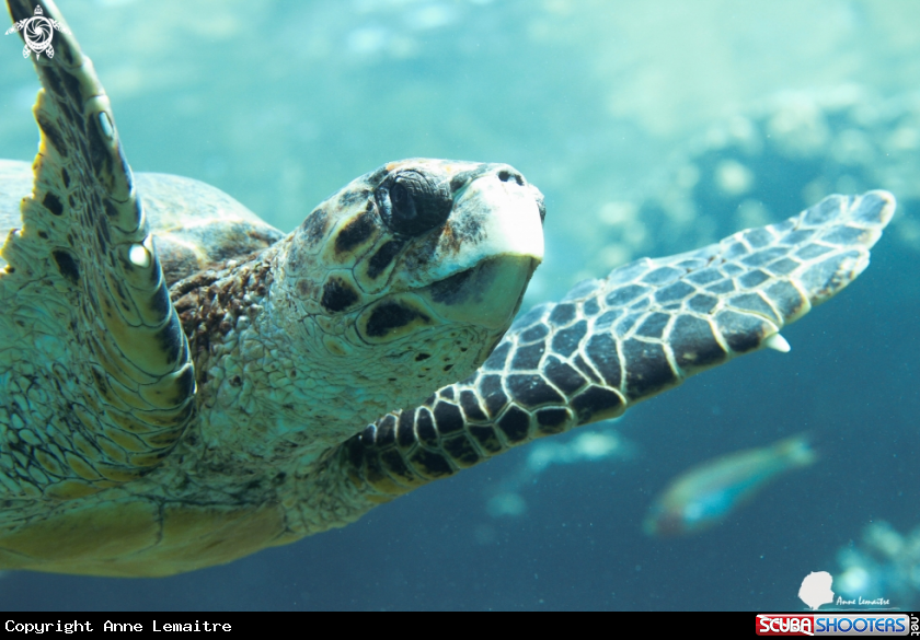 A Turtle