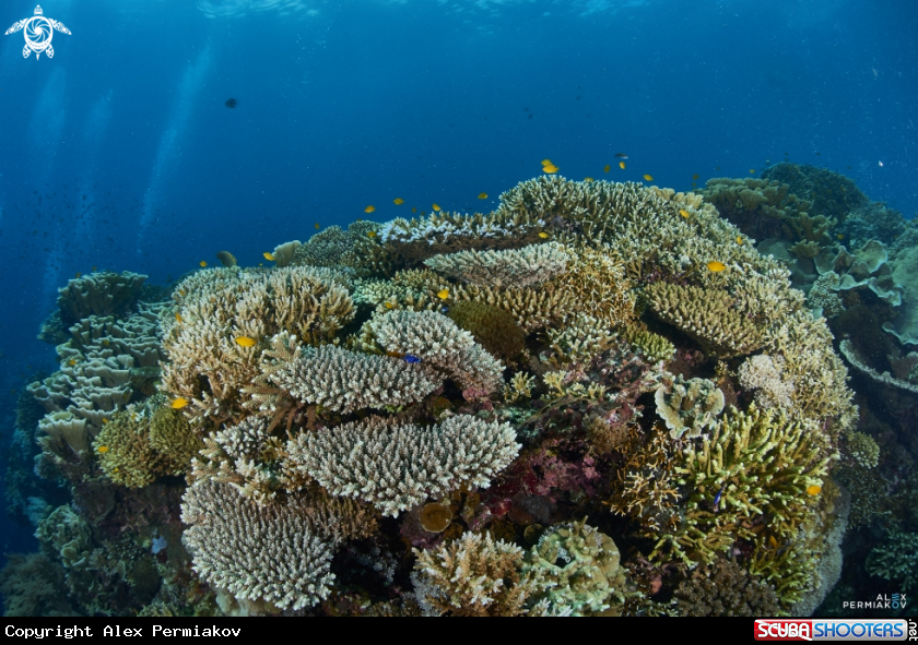 A Reefscape