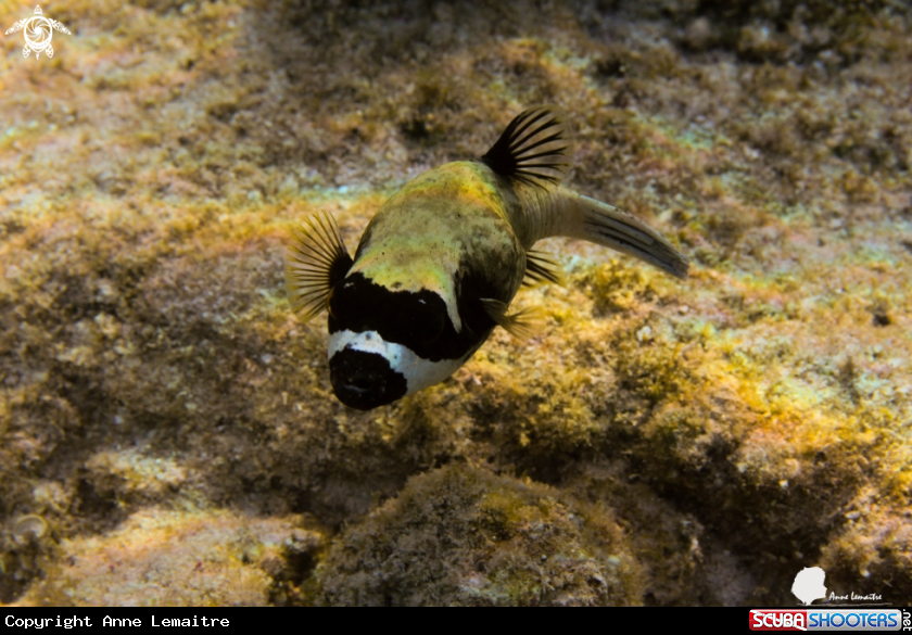 A Tetraodontidae
