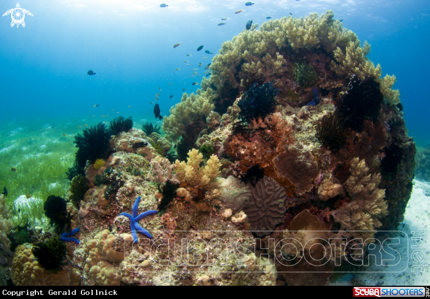A underwater creature