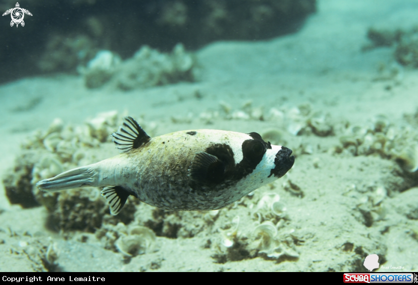 A Tetraodontidae